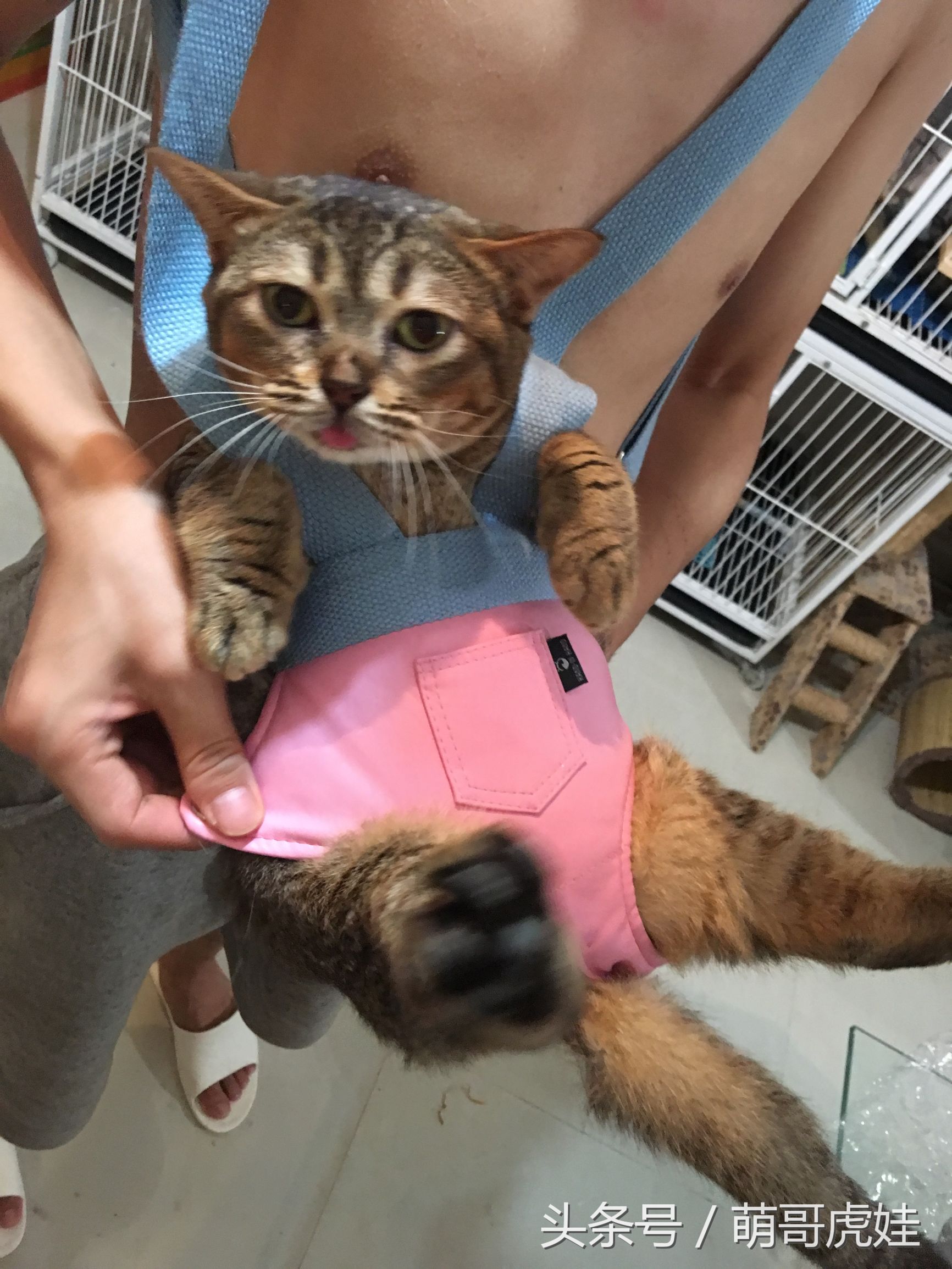 铲屎官在家门口捡到一只小猫,小猫被铲屎官的呼噜惊呆