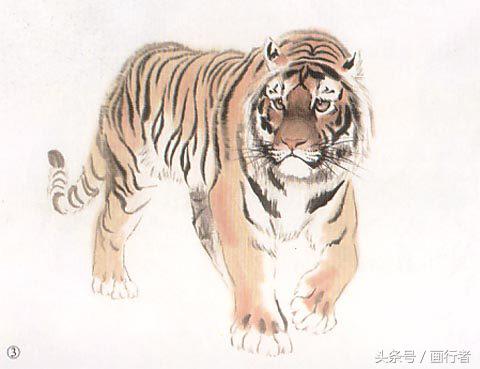 画虎年老虎,国画虎的基本绘画技法