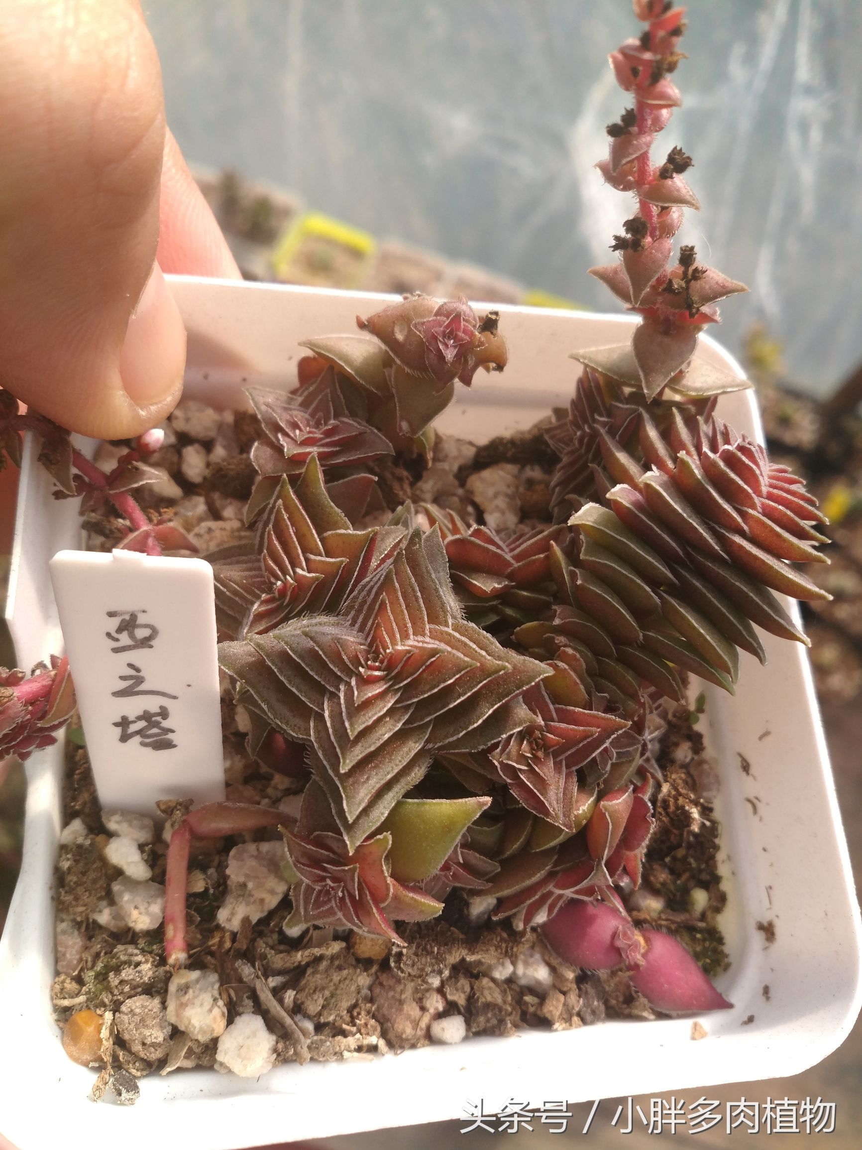 多肉植物茜之塔,多肉植物茜之塔锦