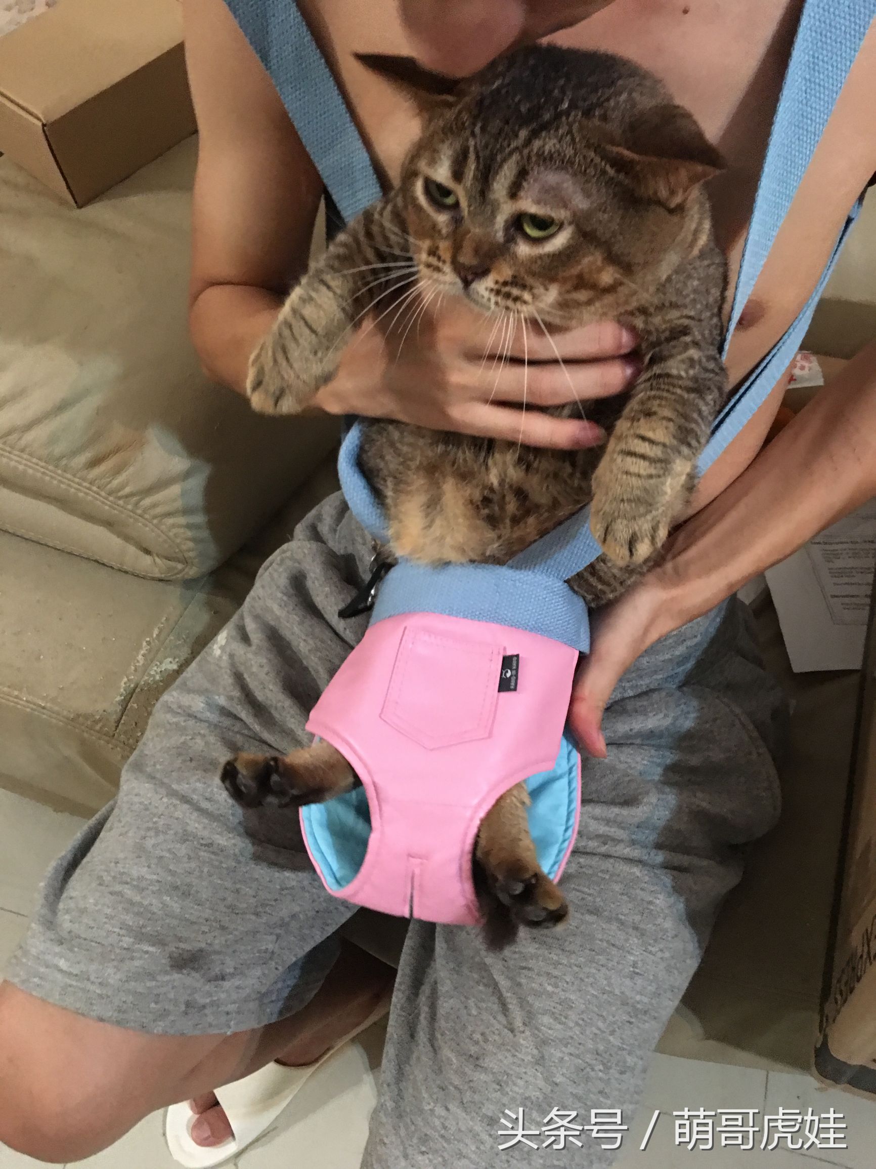 铲屎官在家门口捡到一只小猫,小猫被铲屎官的呼噜惊呆