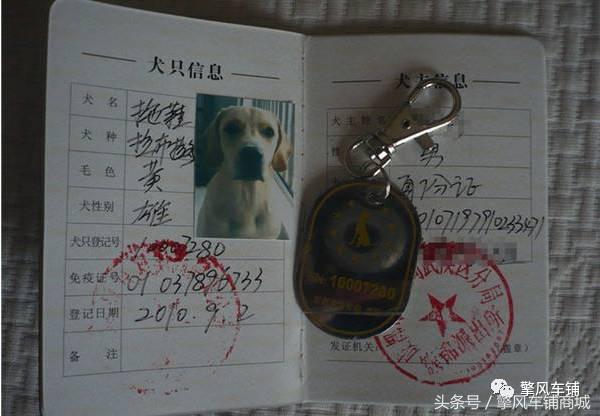 狗狗伤人赔偿标准,车撞了狗狗跑了保险赔吗