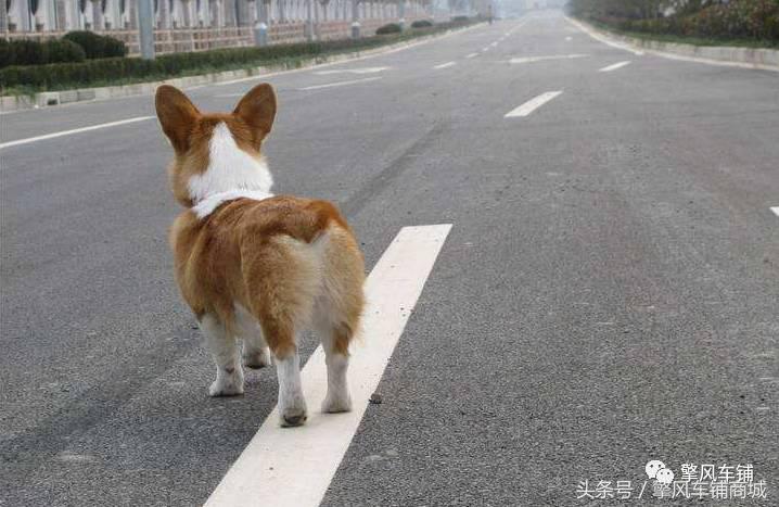 狗狗伤人赔偿标准,车撞了狗狗跑了保险赔吗