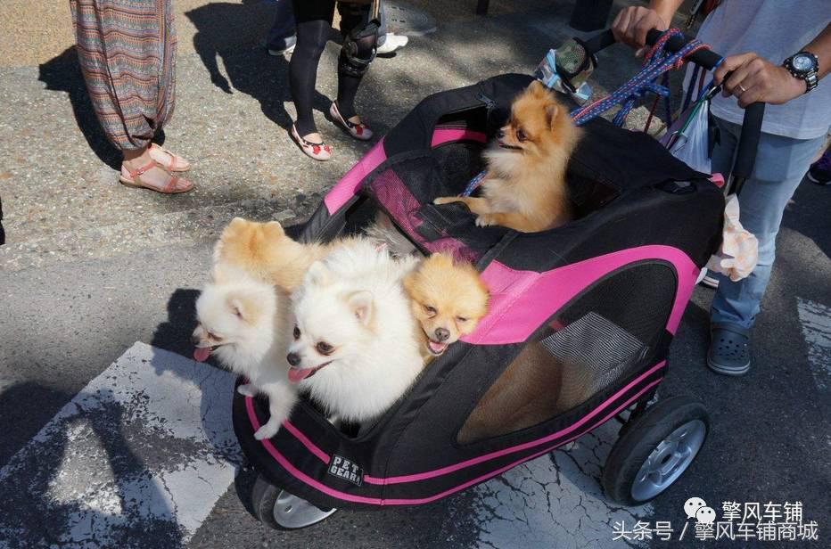 狗狗伤人赔偿标准,车撞了狗狗跑了保险赔吗