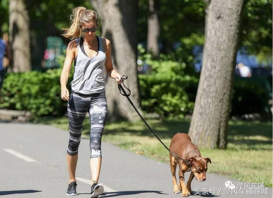 狗狗伤人赔偿标准,车撞了狗狗跑了保险赔吗