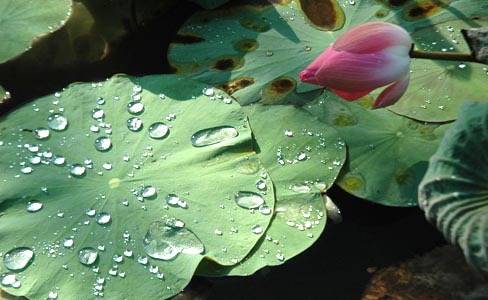 网友想把自己寿命转给亲人，是否值？看清原理再决定吧