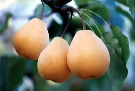 为什么要去四川广元,对不起我要去钟祥了图片