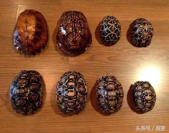 这些玩物真是重口味到没朋友，胆小点都怕惹祸上身……