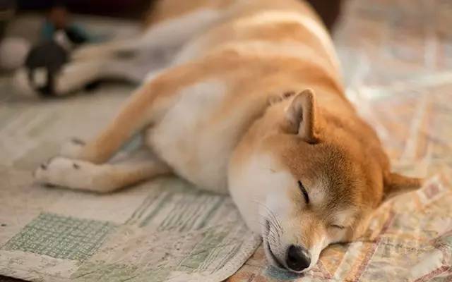 汽车挡风玻璃从外面砸不烂,车挡风玻璃被砸了个点怎么修复