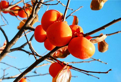 长期大量吃水果会发胖吗,吃水果会长胖还可以吃水果吗