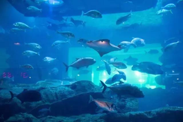 纸醉金迷的启航之路——迪拜（下）