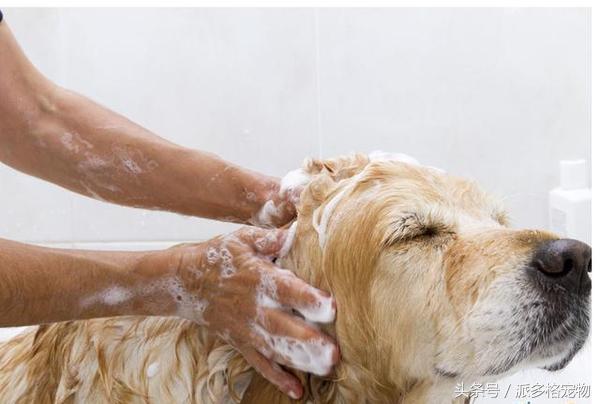 洗澡狗狗害怕,为什么洗澡狗狗喜欢跟着