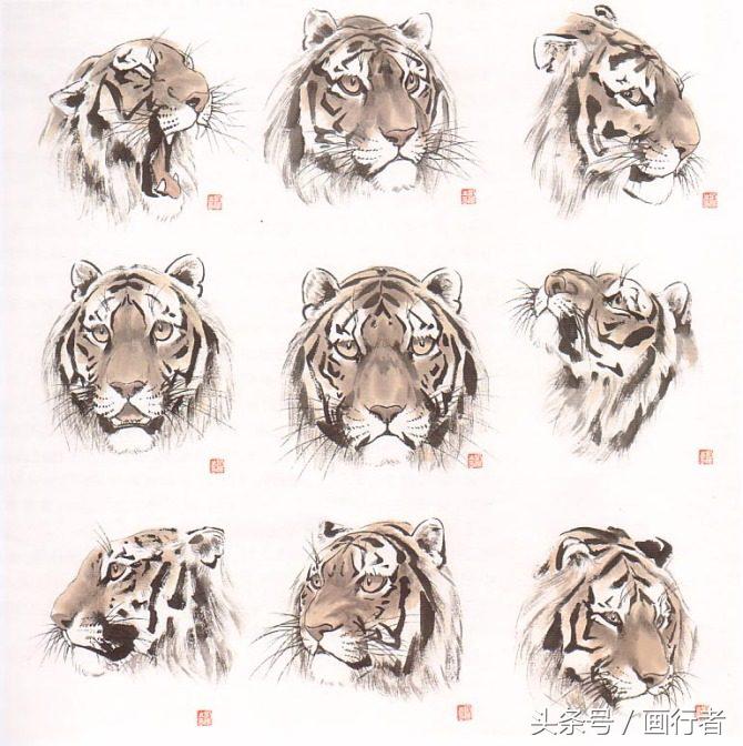 画虎年老虎,国画虎的基本绘画技法