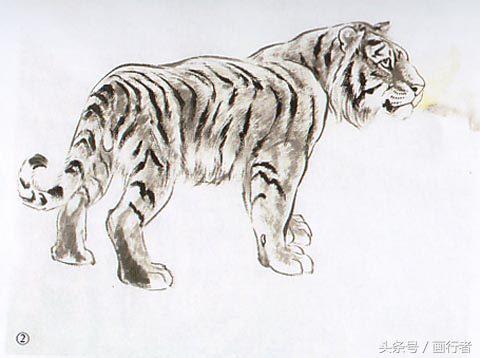 画虎年老虎,国画虎的基本绘画技法