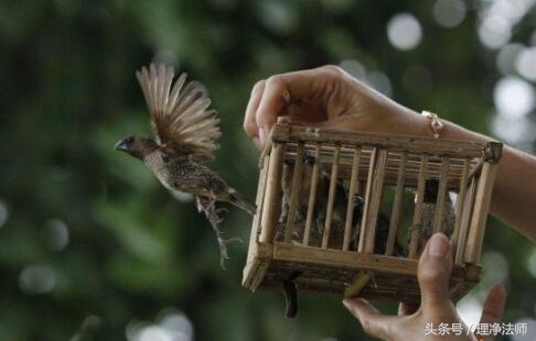 戒杀放生一书中讲为什么要吃素,莲池大师戒杀放生文全文诵读