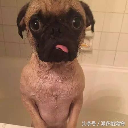 洗澡狗狗害怕,为什么洗澡狗狗喜欢跟着