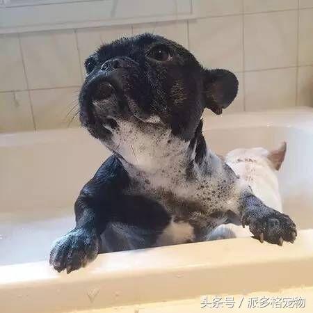 洗澡狗狗害怕,为什么洗澡狗狗喜欢跟着