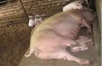 这么热的天气中暑怎么办,高温预防中暑的急救方法