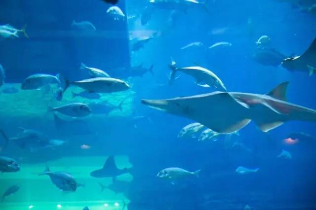 纸醉金迷的启航之路——迪拜（下）