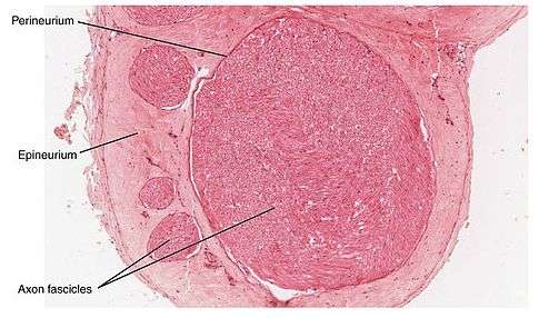 研究揭示：海豹油给糖尿病患者带来的重要影响！