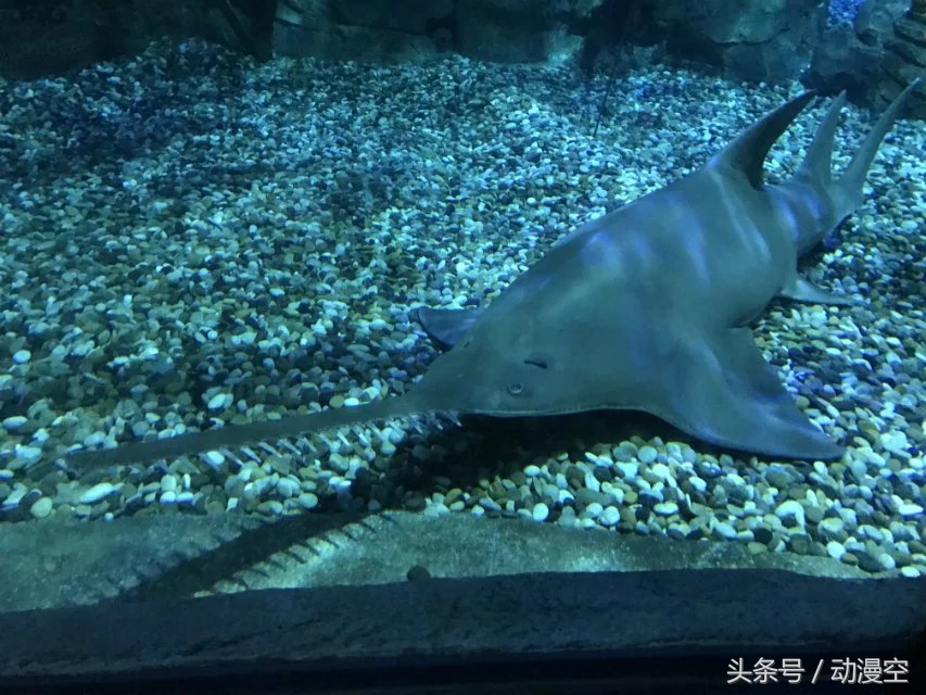 假期去香港澳门玩,近期旅游香港澳门之旅