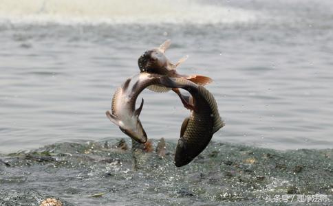 戒杀放生一书中讲为什么要吃素,莲池大师戒杀放生文全文诵读