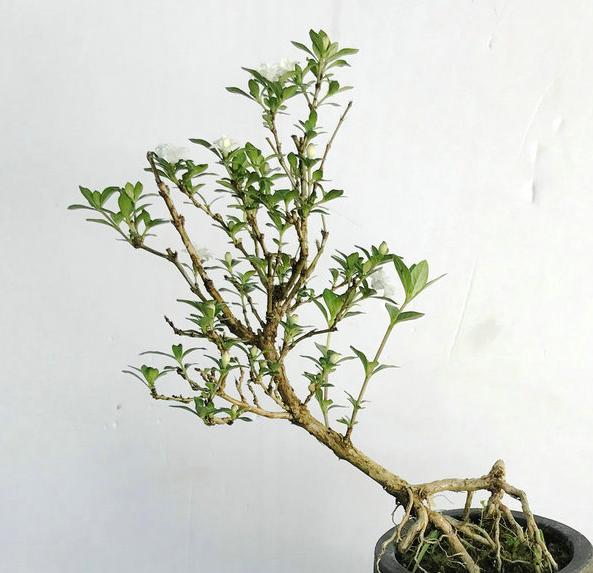 晋剧六月雪斩窦娥全场,小沈阳六月雪斩窦娥全剧