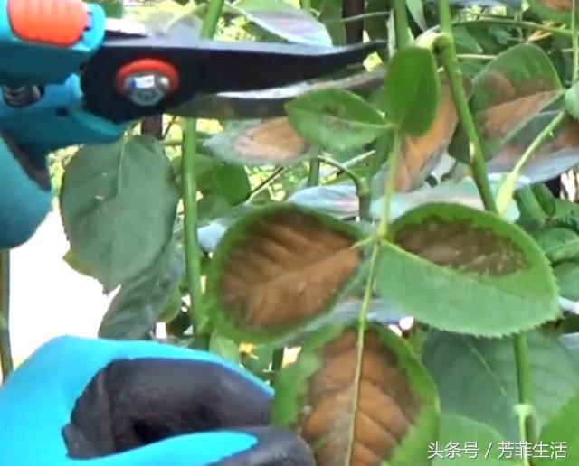 养月季最常见的叶枯病，两步就能救回来！