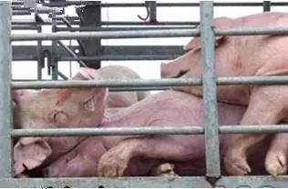 这么热的天气中暑怎么办,高温预防中暑的急救方法