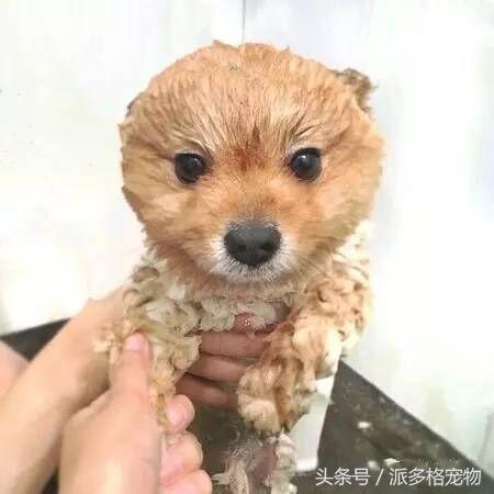 洗澡狗狗害怕,为什么洗澡狗狗喜欢跟着