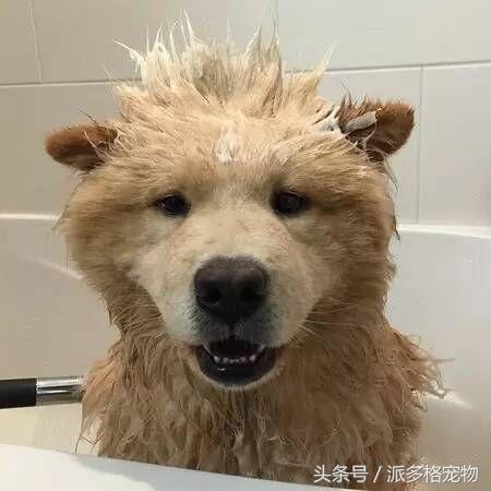 洗澡狗狗害怕,为什么洗澡狗狗喜欢跟着