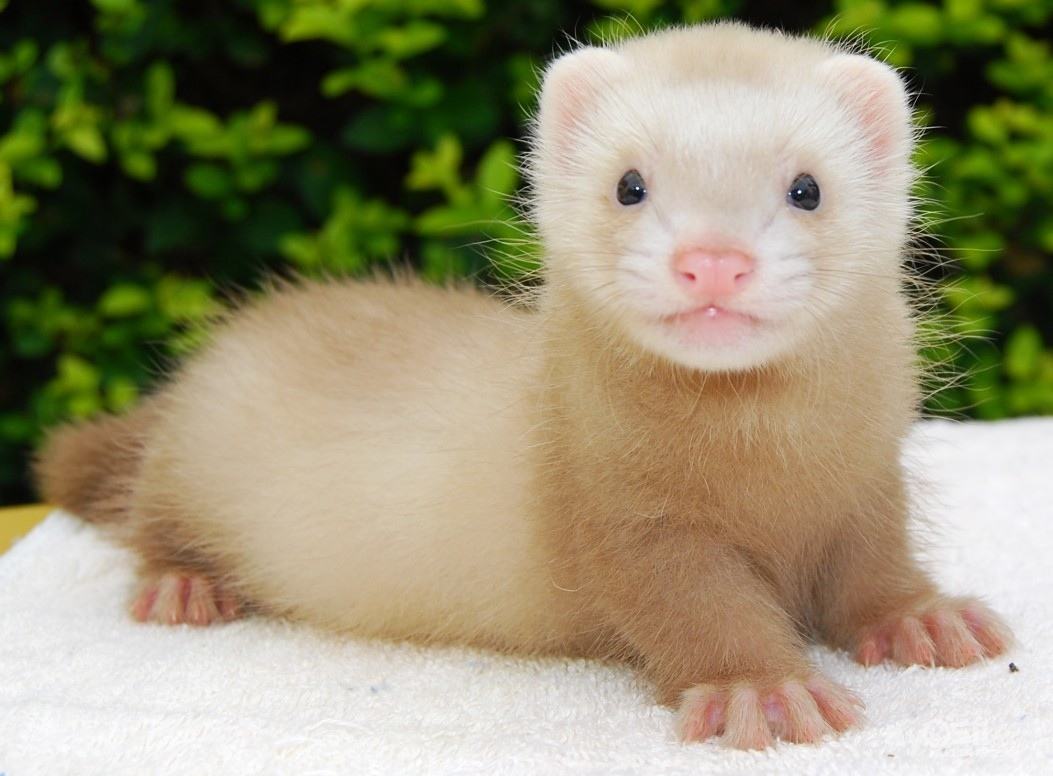 萌萌哒宠物貂,宠物貂怎么养好看又便宜