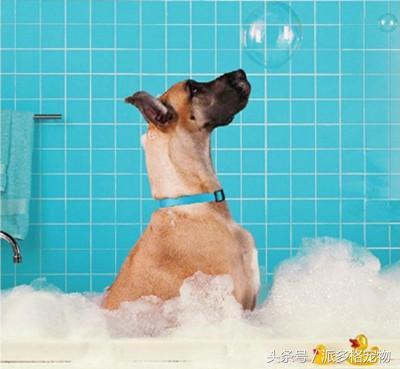 洗澡狗狗害怕,为什么洗澡狗狗喜欢跟着