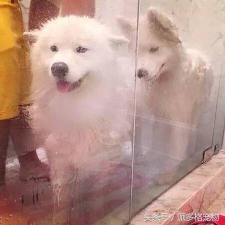 洗澡狗狗害怕,为什么洗澡狗狗喜欢跟着
