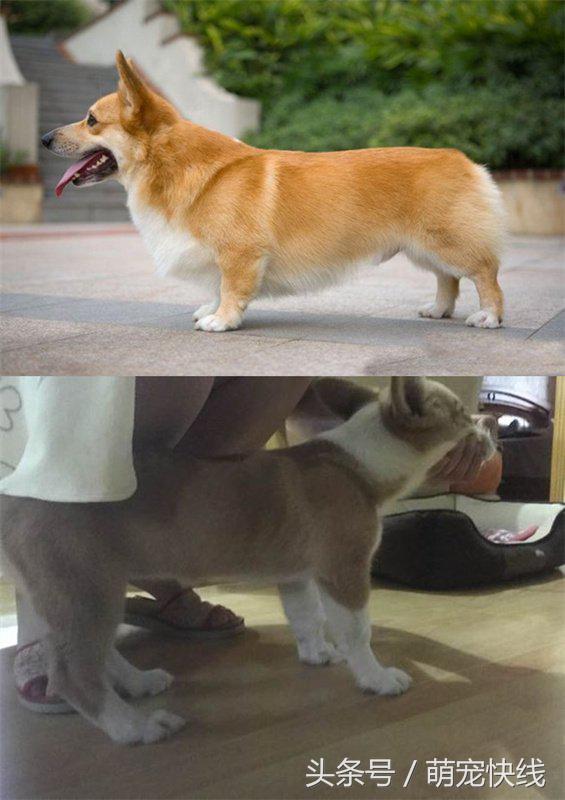 第一次买柯基怎么避坑,五千以上柯基