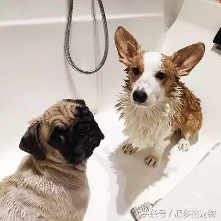 洗澡狗狗害怕,为什么洗澡狗狗喜欢跟着