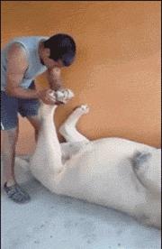 大爷的遮阳工具堪称完美，整体搭配又如此清新脱俗