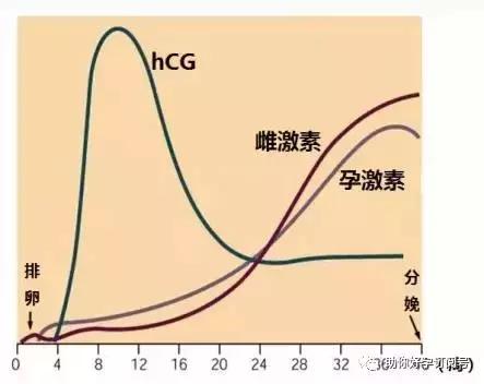 怀孕为什么要检查雌二醇和孕酮,怀孕为什么查hcg和绒毛