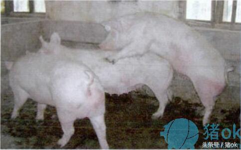 母猪发情的表现有哪些？如何鉴定母猪是否发情？