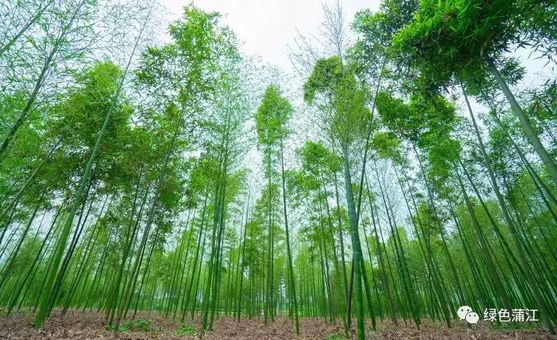 制陶、染布、品美食,6月24—25日,来成都仁和春天感受明月村的诗意生活