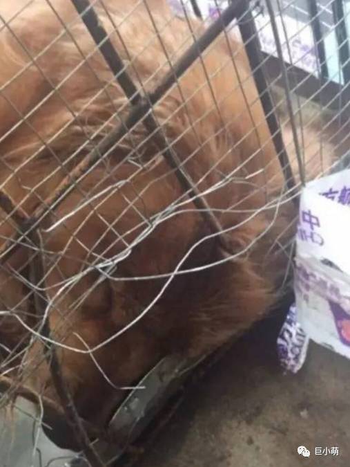 狗狗空运可以不跟机吗,狗狗托运哪个更安全