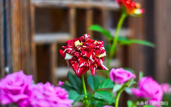 苏州旅游蜜月,苏州蜜月旅行