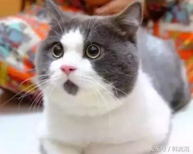 whoo黄金紧致cc霜,whoo黄金套盒