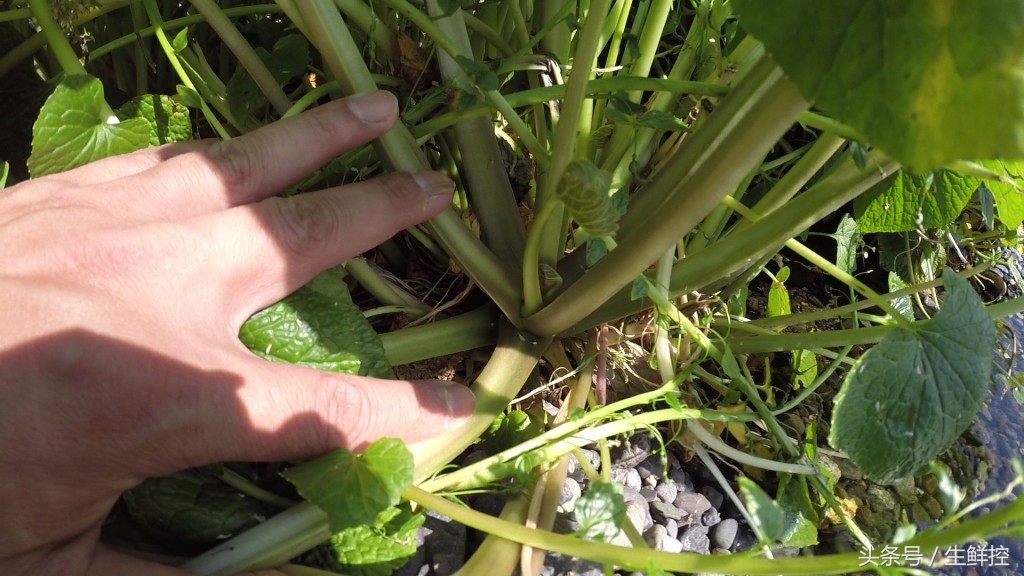 刺身中山葵酱好还是芥末好,山葵酱和芥末的区别是什么