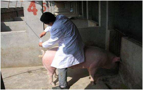 养猪人要关注公猪和母猪,养猪人工授精优缺点