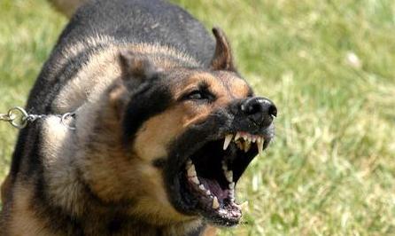 狗狗老是张嘴想咬人但又不是真咬,狗狗剪指甲不听话龇牙咬人怎么办