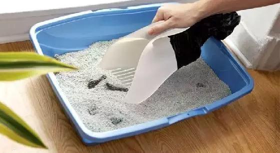 养猫家里异味怎么处理,租房养猫搬走如何消除异味