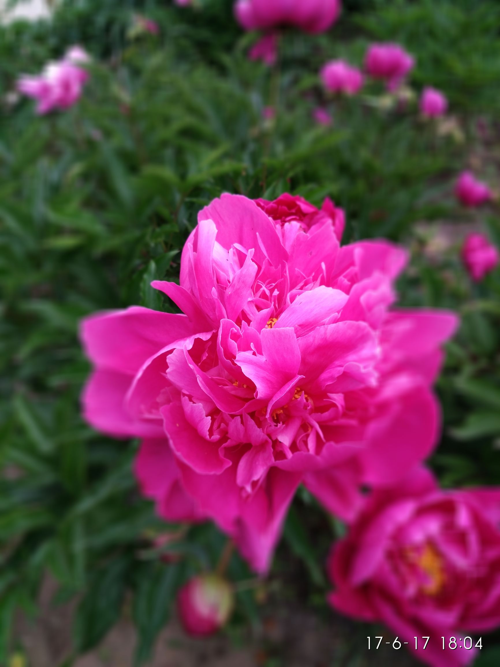 牡丹江市一中清华,牡丹江一中历届省市第一名