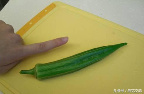 秋葵花盆栽的方法,黄秋葵阳台种植