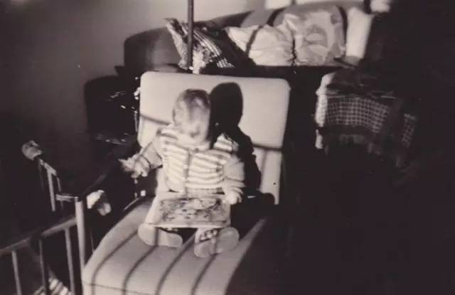 树丛｜大眼睛小眼珠，呆萌可爱舍夫勒