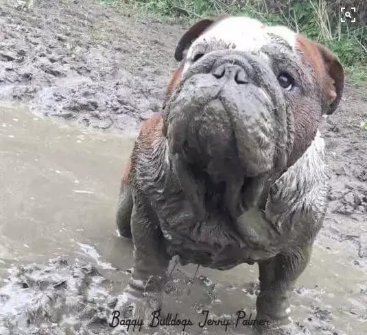 英牛适合在室内养吗,英牛到底好不好养